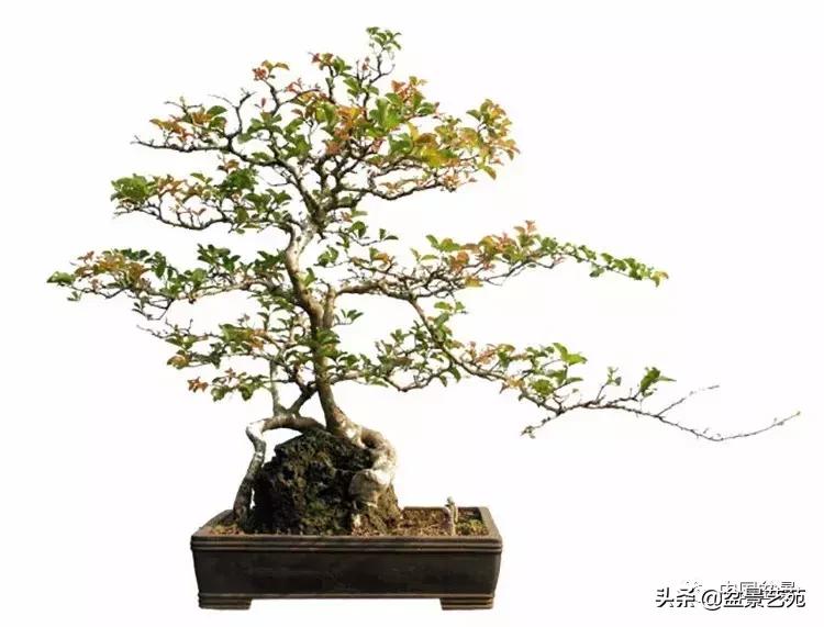 胡庆魁无穷的怀念：我说我盆景与母亲的手