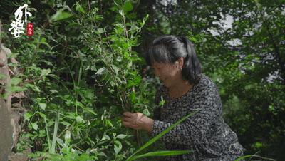 山上哪种树叶能做豆腐吃,山豆腐用什么树叶做的