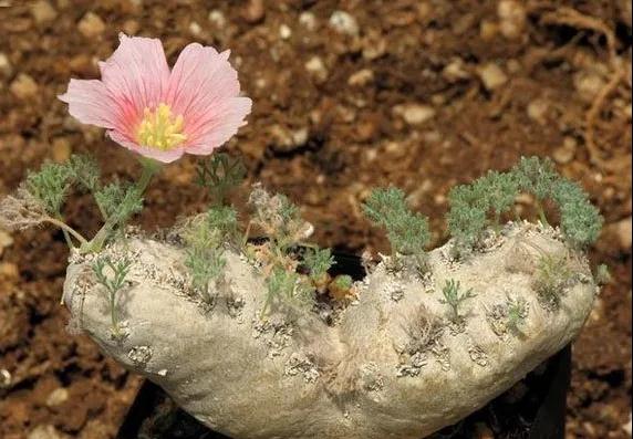 林草科普|多肉植物