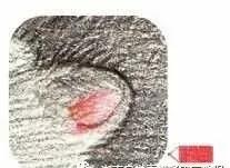 彩铅三只仓鼠图片,小仓鼠彩铅教程