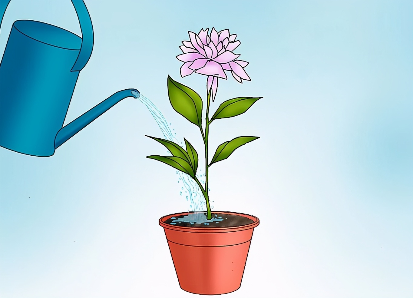 花中之王国色天香牡丹花,牡丹花哪种颜色吉祥招财