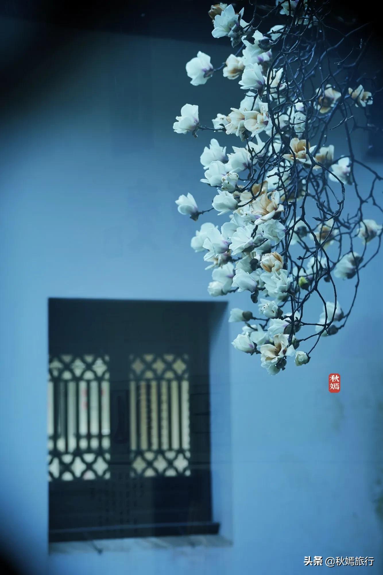 雨中赏樱别有意境,雨中赏玉兰美句