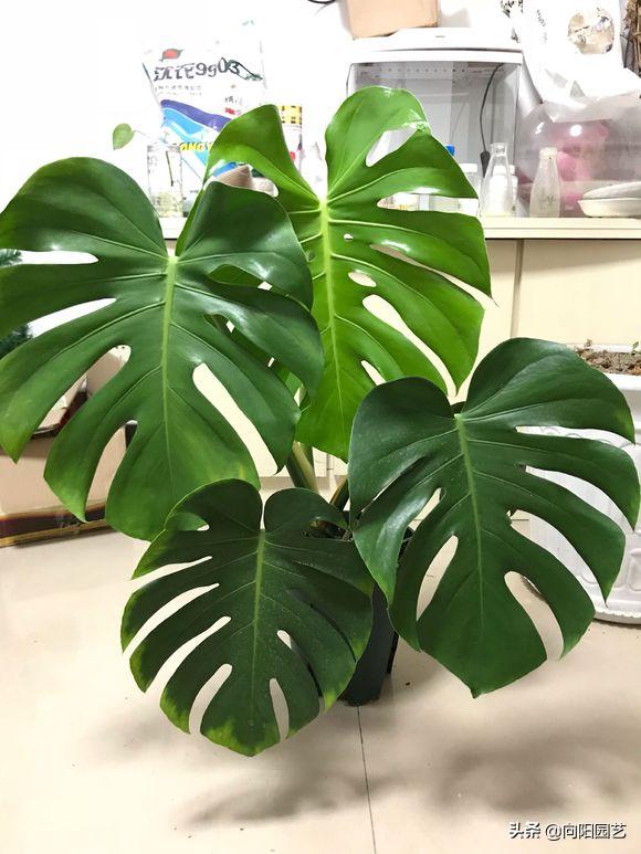 新房装修去除甲醛养什么植物,新装修房子放什么植物除甲醛好