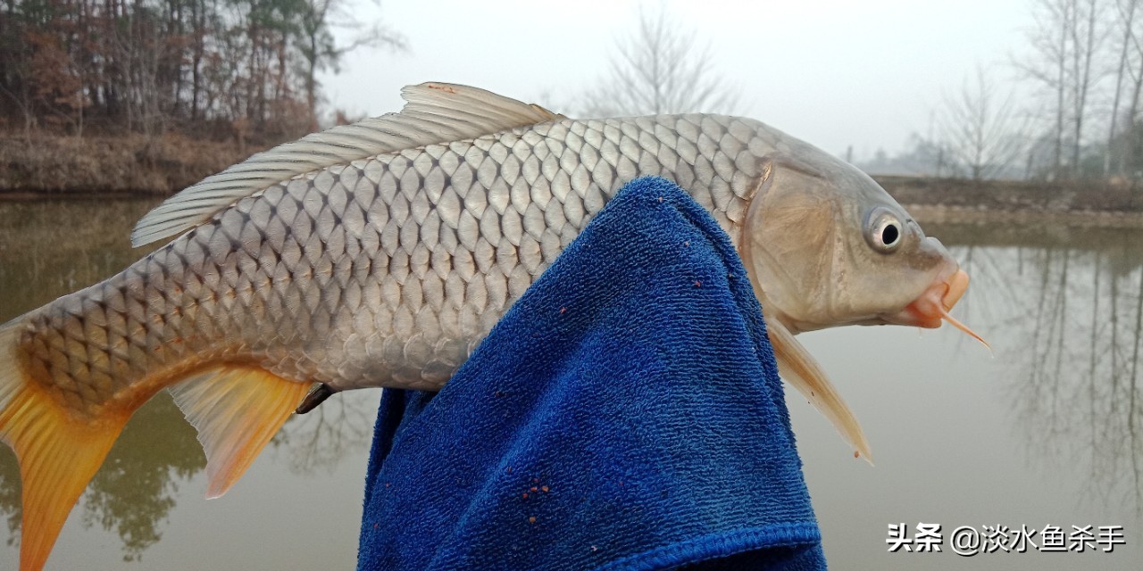 钓大鱼不用立漂怎么钓,不用鱼竿和浮漂的钓法视频
