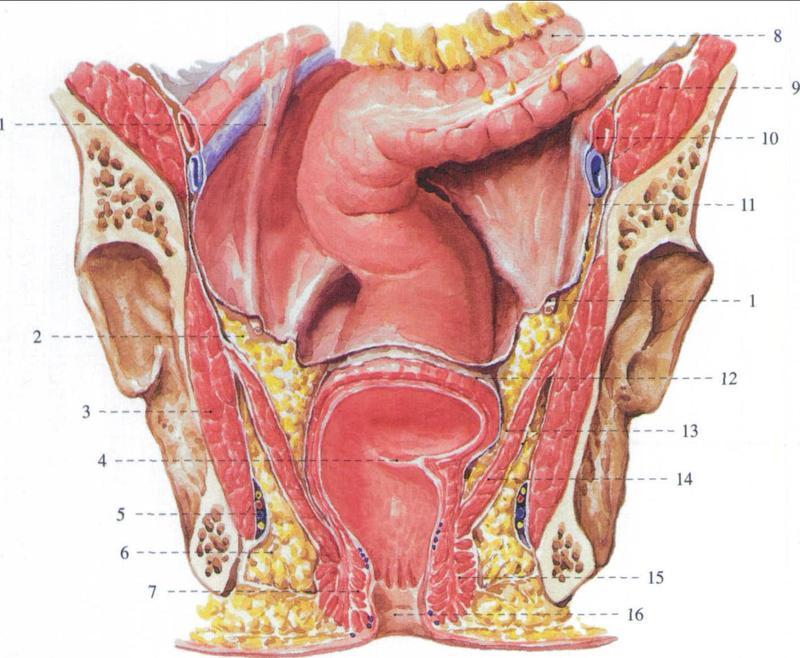 痔疮症状与肠疾病区别,痔疮与腹泻有什么关系