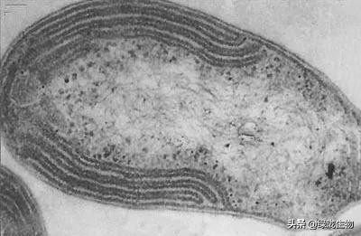 硝化细菌在虾蟹养殖中的作用,硝化菌在水产养殖的应用