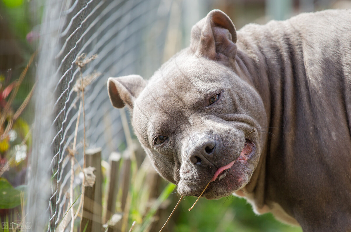 比特犬跟罗威纳犬哪个厉害,比特犬vs罗威纳