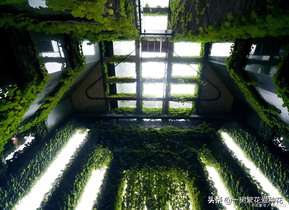 怎样才能把绿萝养得又绿又好,绿萝叶子绿怎么治