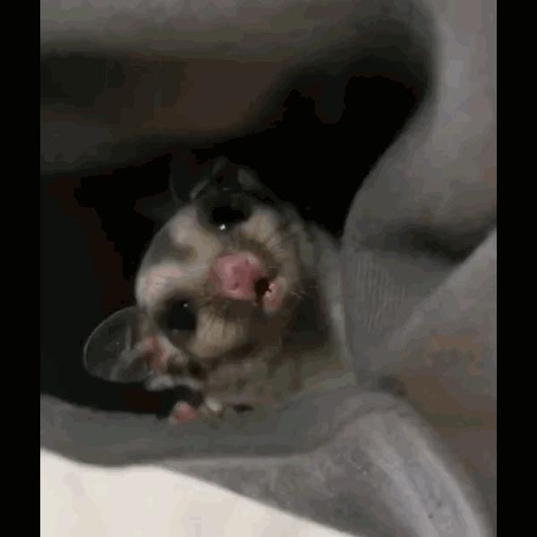 如何和刚到家的蜜袋鼯亲近