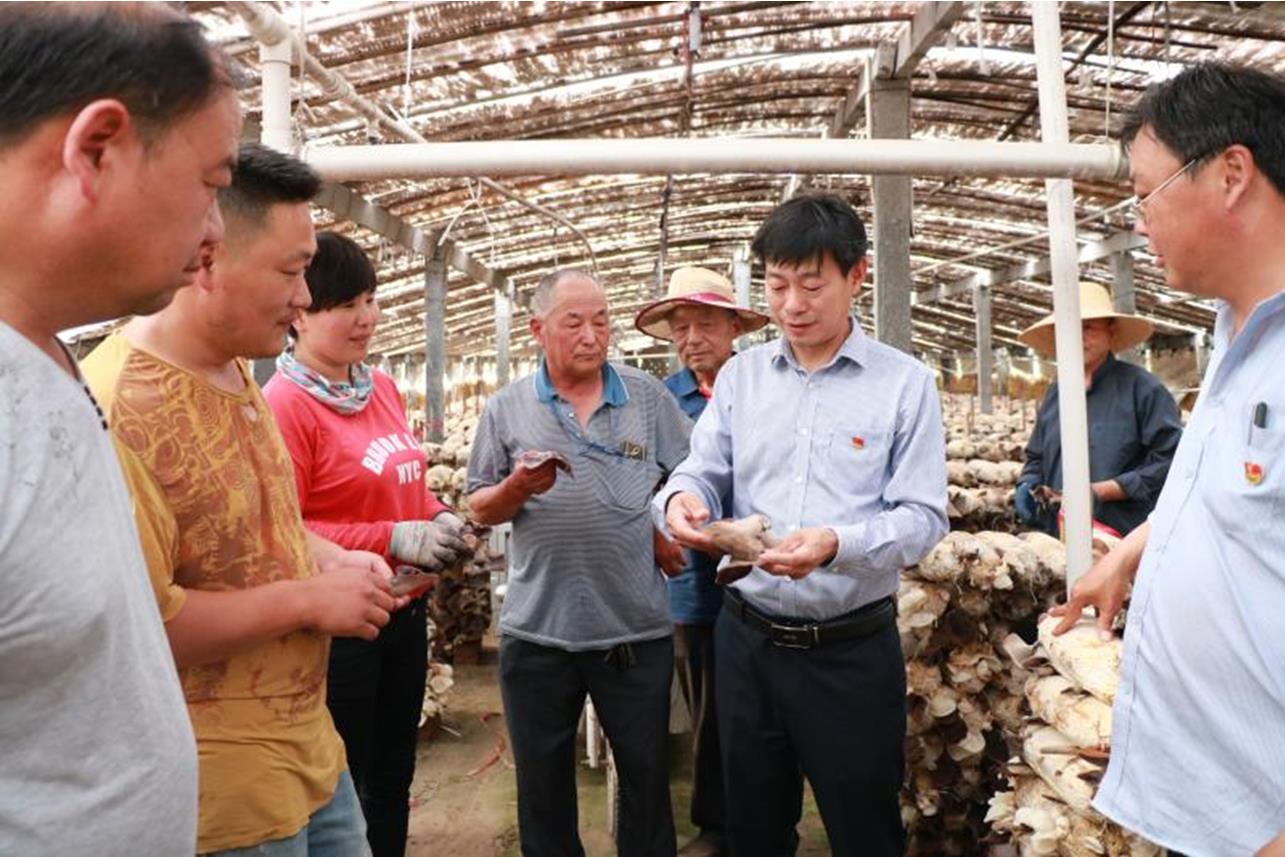 打造黑木耳种植产业促进乡村振兴,丰县乡村振兴规划