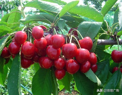 山东标志性美食图片,山东特色优质农产品目录