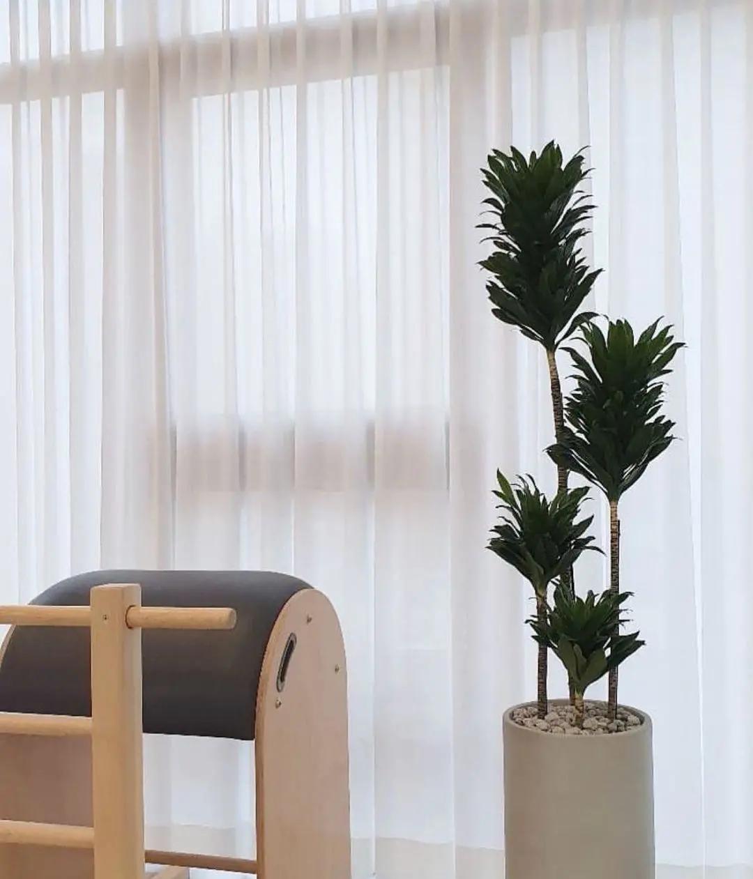 网红必备的高颜值绿植,ins风的网红绿植