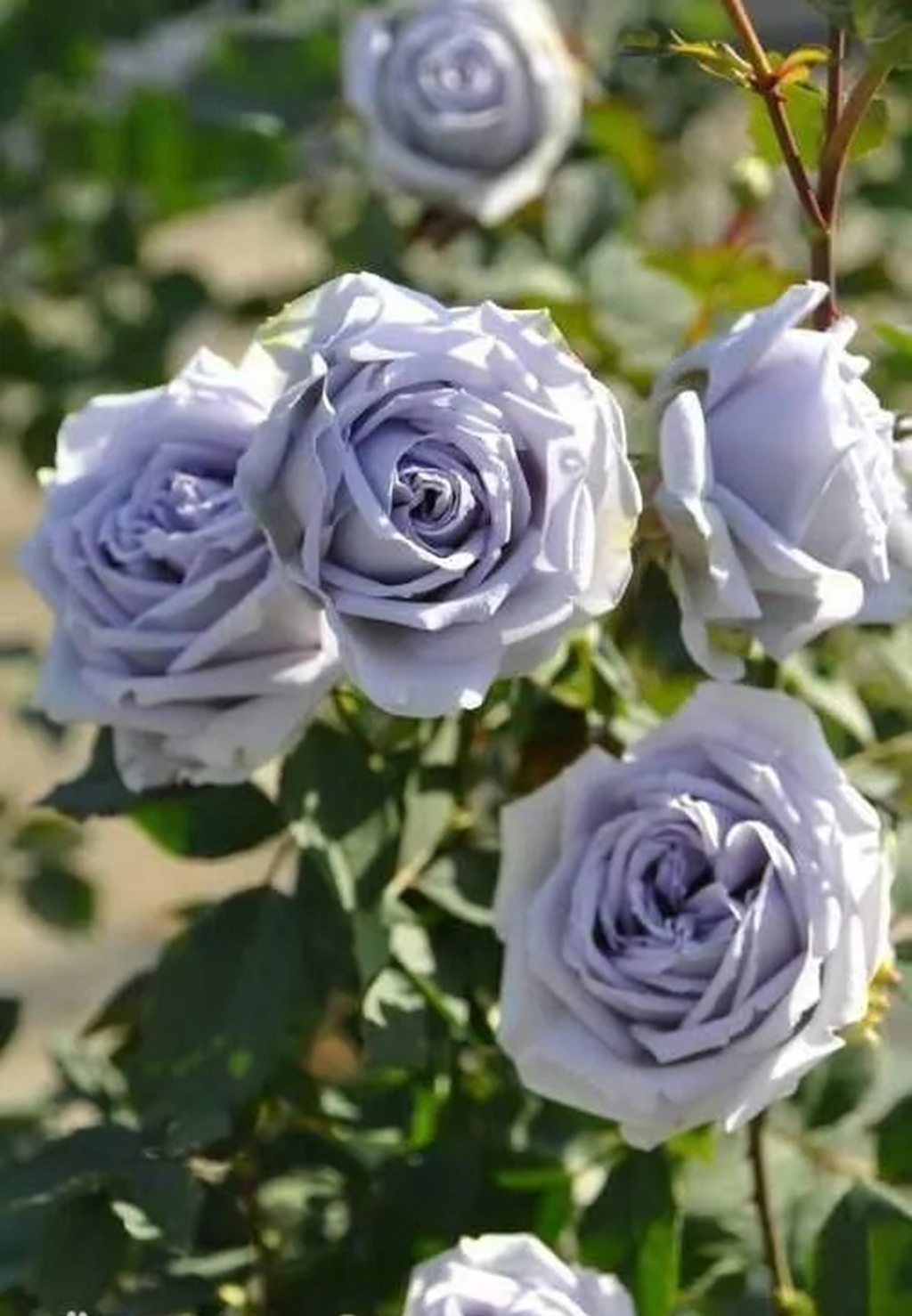 100种月季品种大全集,适合地栽的蓝紫色月季有哪些