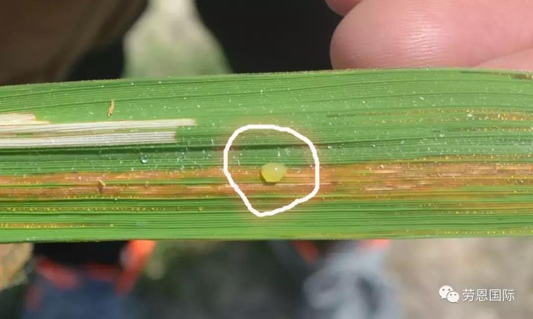 水稻红叶病两个字的特效药,水稻红叶病不用药后果