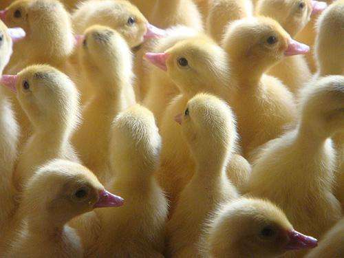 鸭子的成活率一般达多少,养殖鸭子防病措施技巧