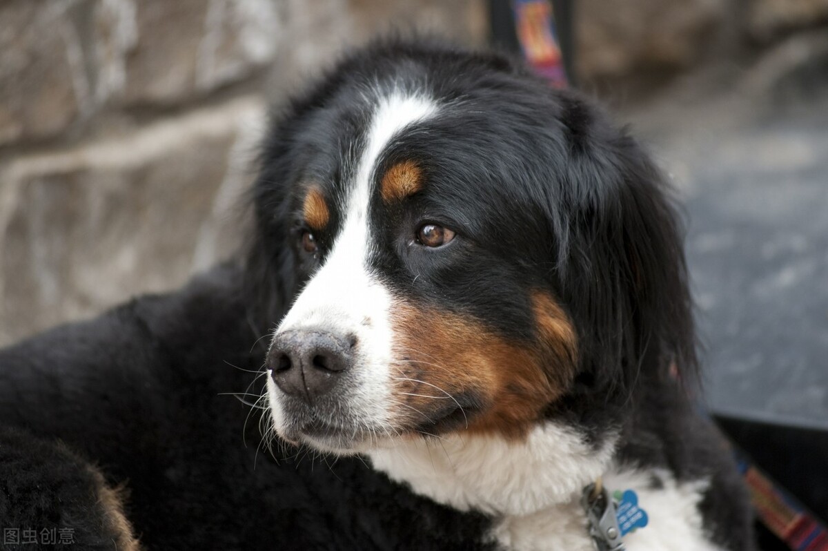 狗狗身上气味难闻怎么处理,狗狗刚到家异味去除方法