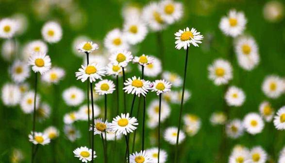 小雏菊寓意着什么,小雏菊意味着什么