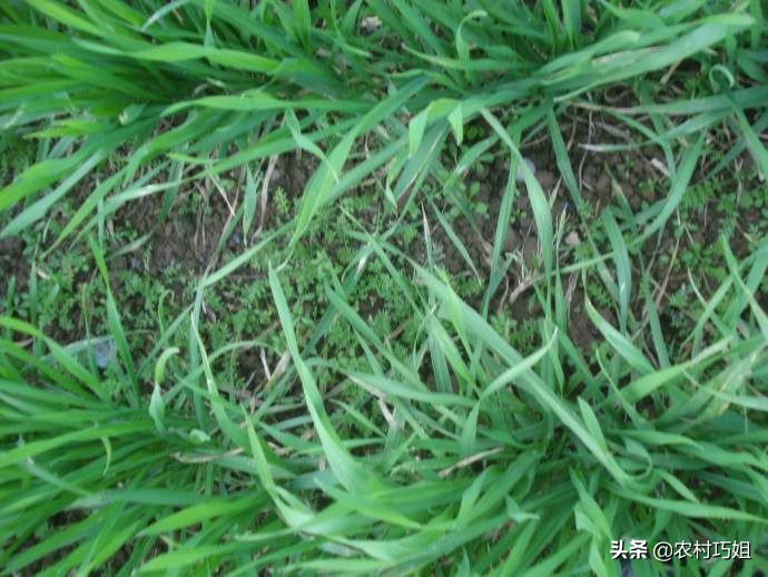 小麦得了红蜘蛛的症状,如何预防小麦的红蜘蛛病