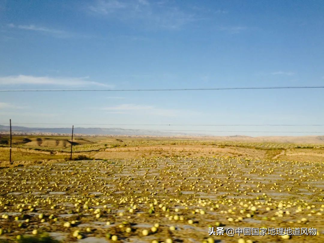 中国人什么时候开始嗑瓜子的,中国人什么年代嗑瓜子
