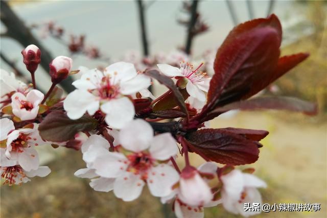 朵迪讲故事,故事朵拉