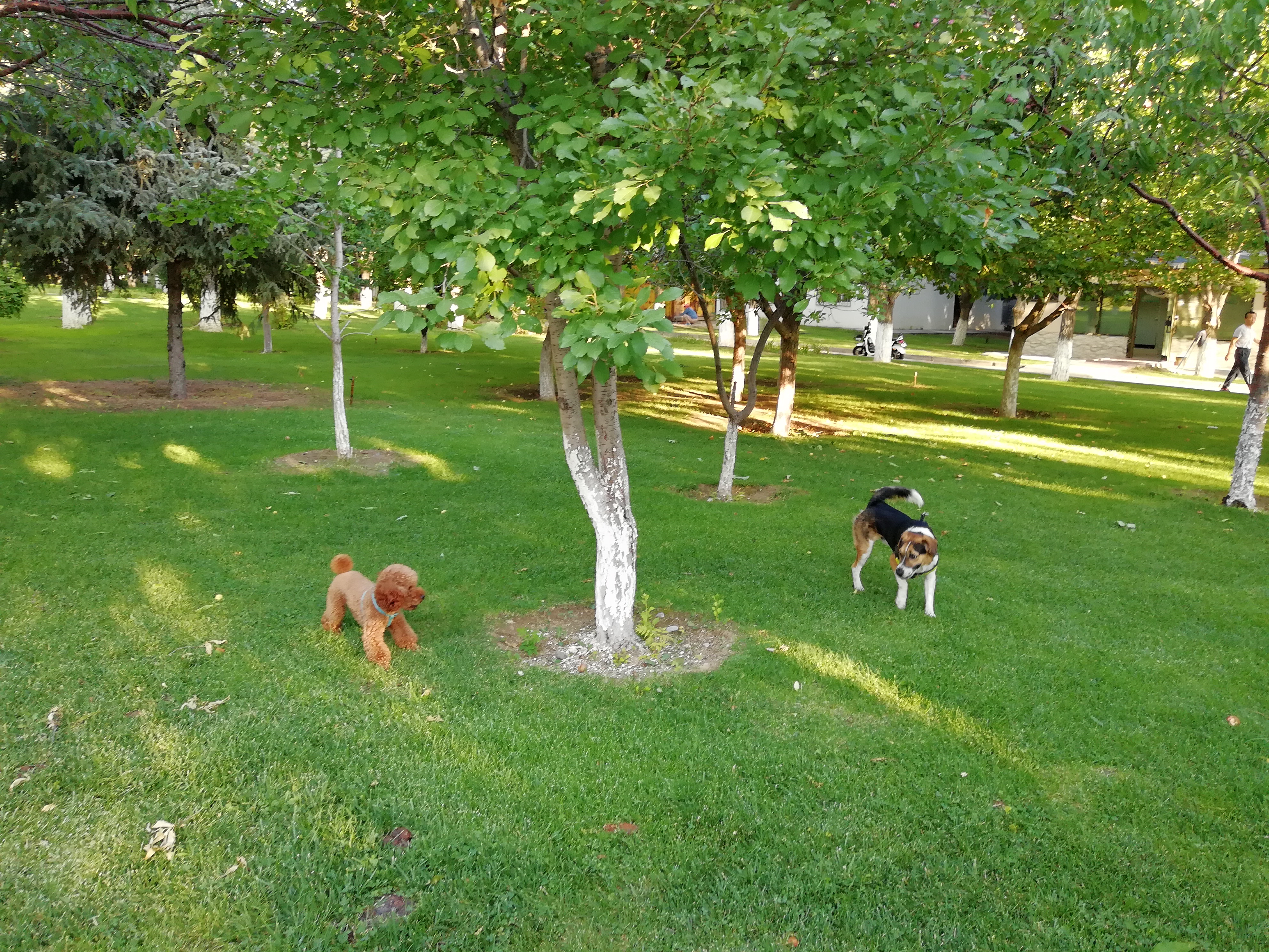 带狗自驾新疆注意事项,想带狗狗去新疆