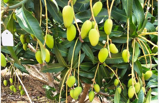 三种芒果最便宜,买芒果注意啥