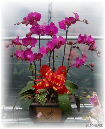 丛林式盆景欣赏,盆景欣赏及制作