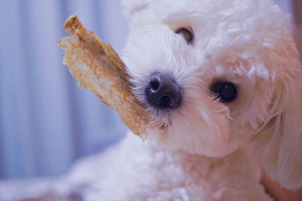 狗狗长期过量运动的危害,狗狗喂食的十大禁忌
