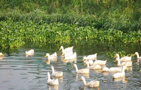 鸭子肠道有问题怎么治,鸭肠道疾病治疗方法