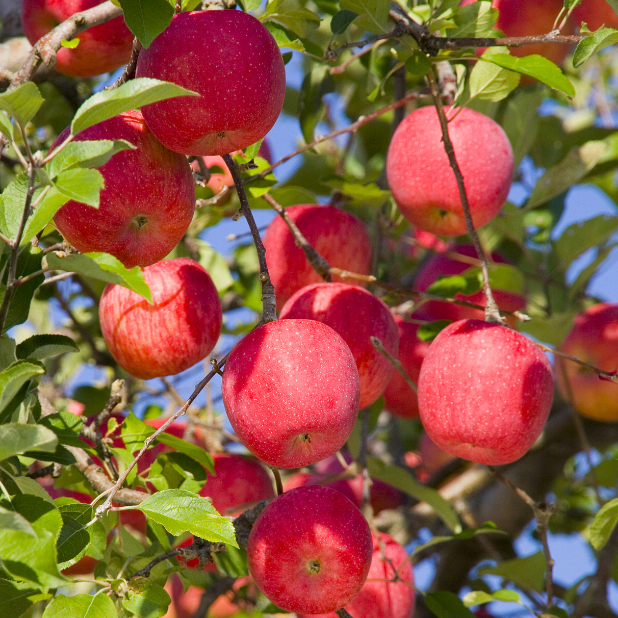 中国哪个地区的苹果最甜最好吃,中国哪里的苹果最好吃