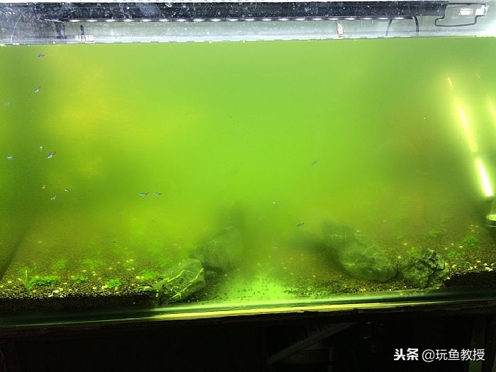 水桶里的青苔怎么预防,水草缸怎么防止长褐藻