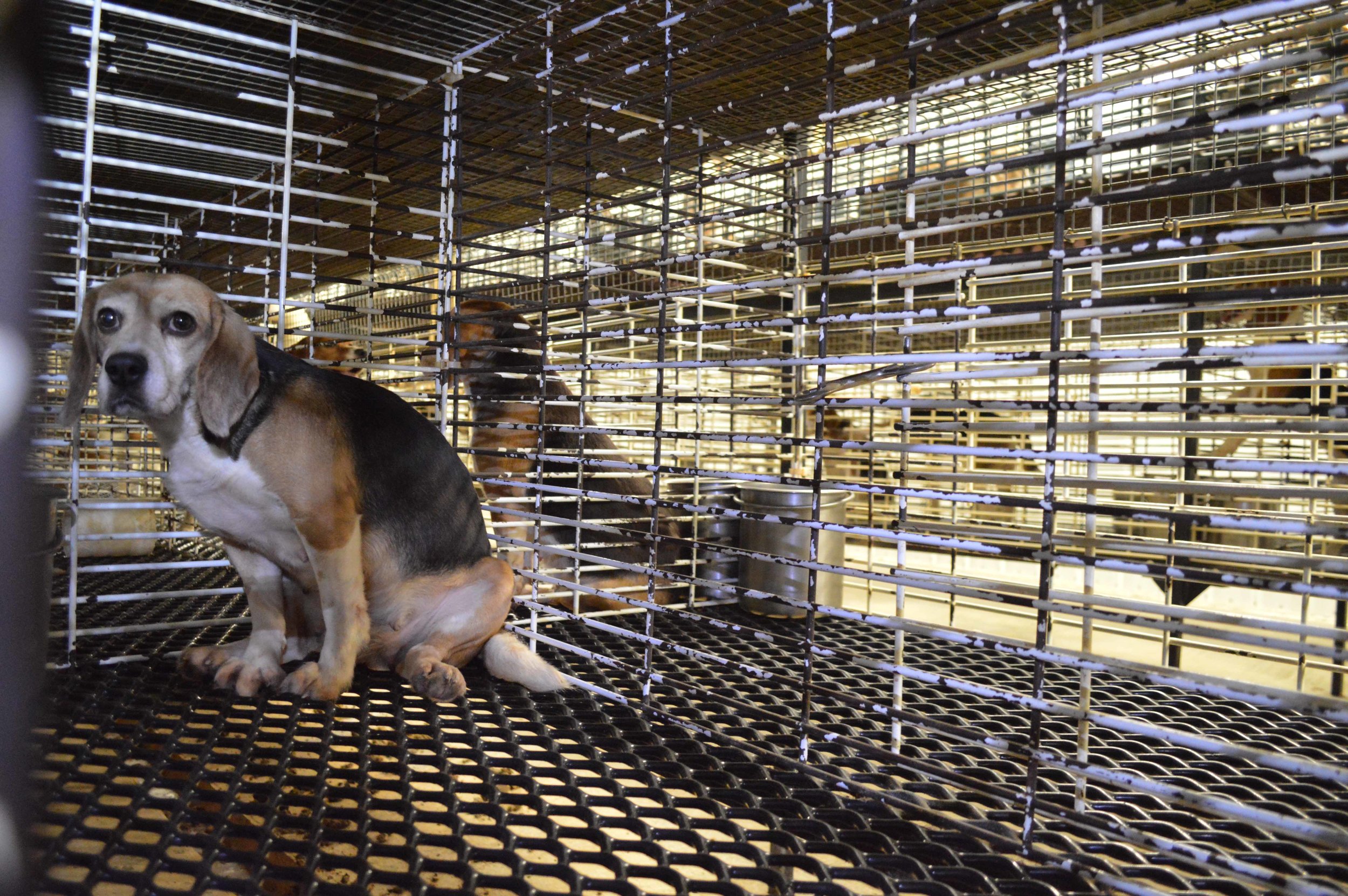 比格犬实验犬销售渠道,实验比格犬适合家养吗