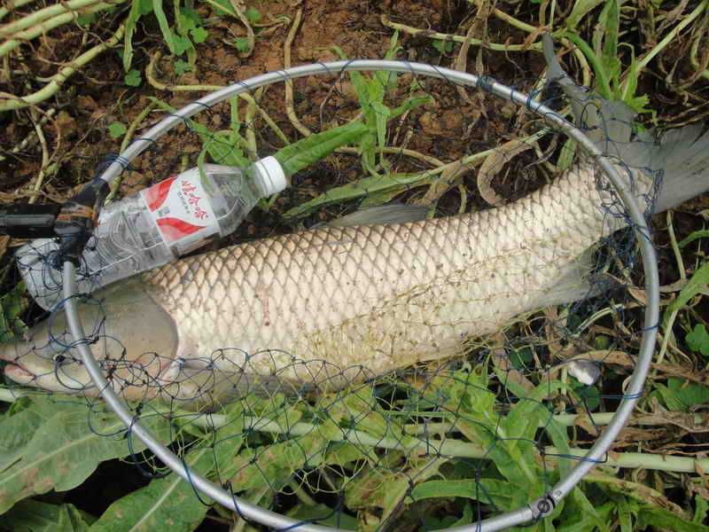 钓鱼的乐趣诗词,钓鱼之乐趣