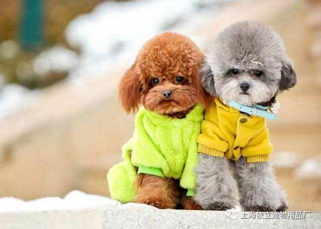 小型犬品种大全及图片柯基犬,不掉毛无体味性格温顺的小型犬