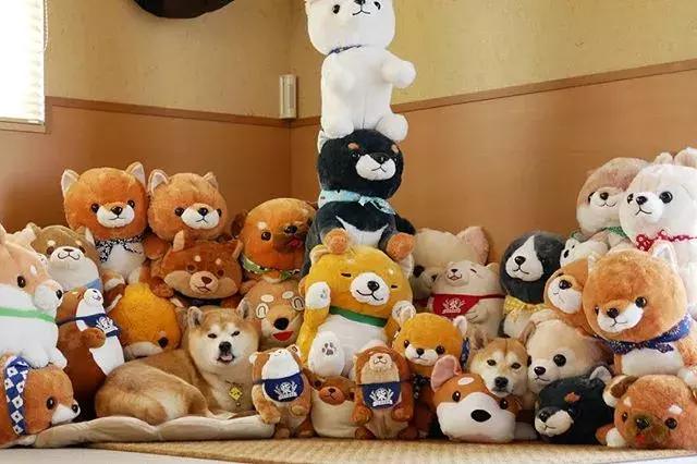 日本博主给两只柴犬买了几十只玩偶，变成大型实物版“连连看”…
