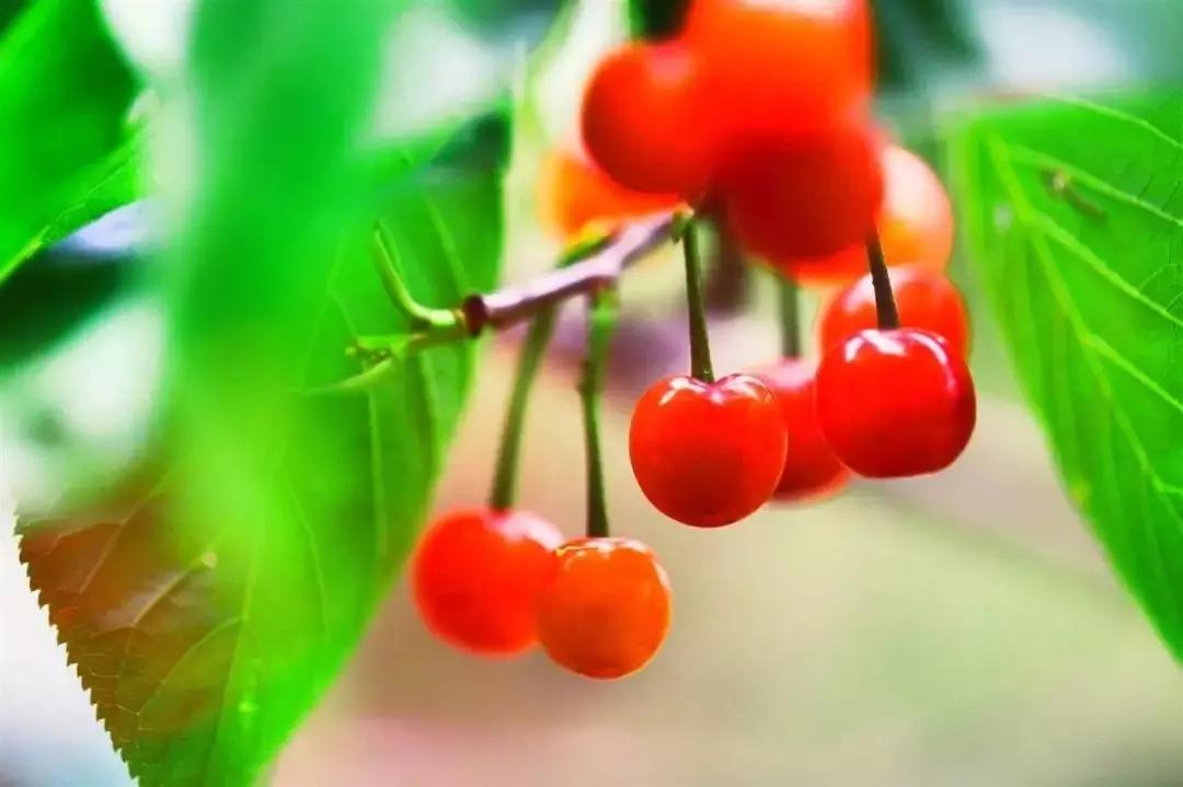 重庆周边摘樱桃,重庆北碚摘樱桃的地方