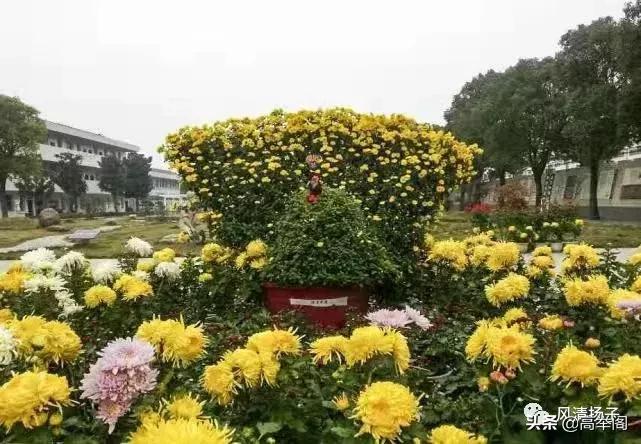 系列散文——李淑孟:我们的学校是花园(之二十)