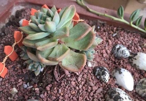 多肉蔫了是淹了还是缺水了,多肉枯萎是水太多还是缺水