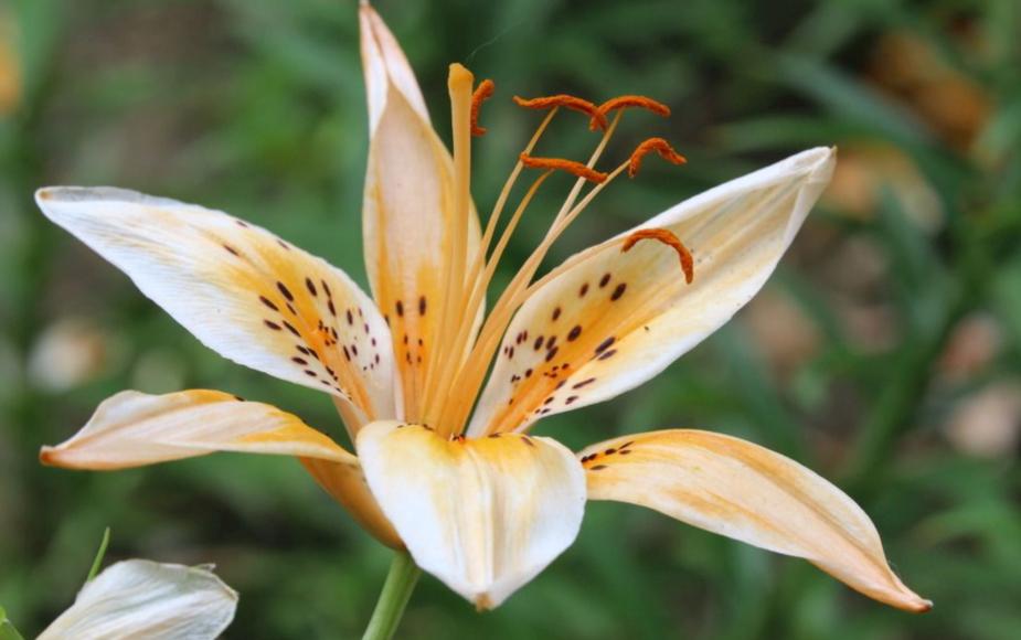 盆栽百合开花怎么能让花期延长,盆栽百合开花后怎么养经验分享