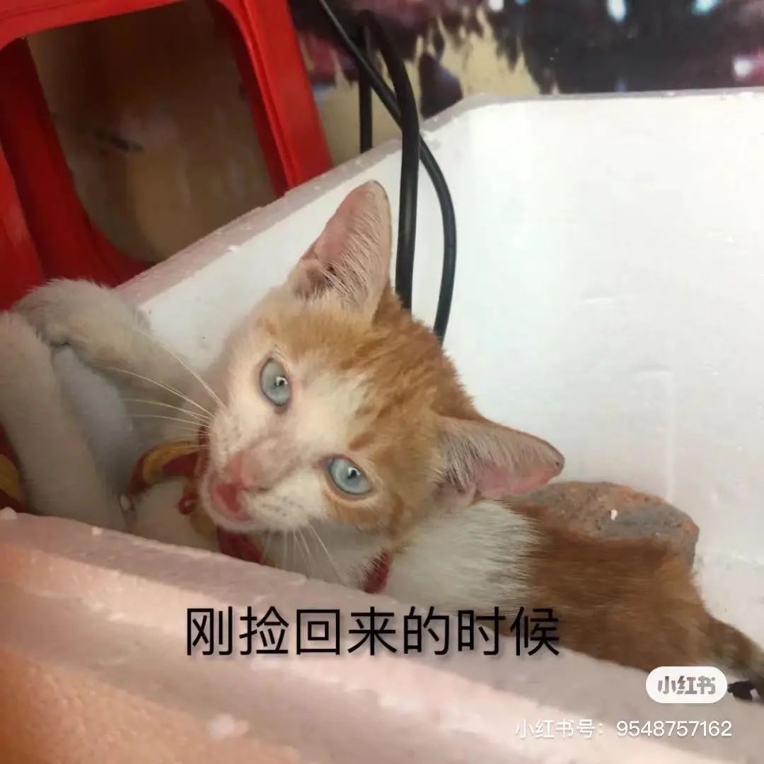 金发碧眼双眼皮!这猫我说一句“橘中最美”不过份吧?