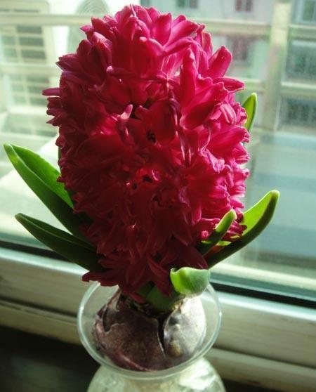 好养又好看的水培植物,百搭的水培花卉