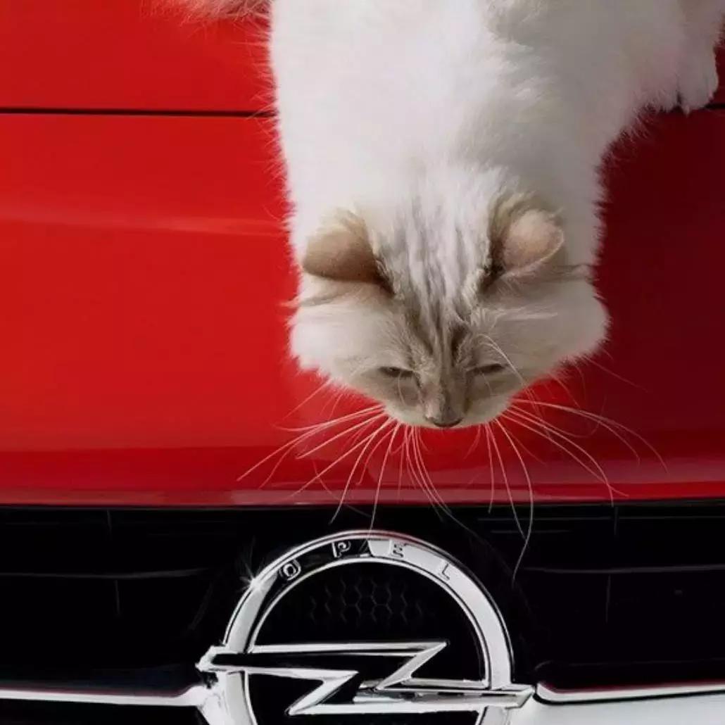 老佛爷去世，他那只年挣300万欧元的猫将继承他的遗产？！