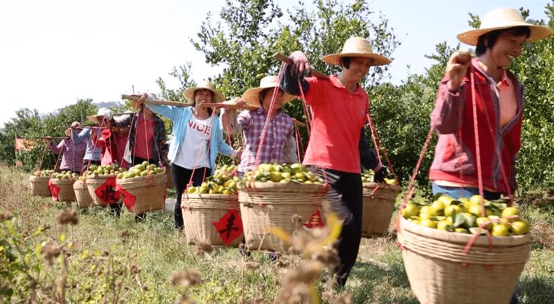 种20亩新会柑一年赚多少钱,回乡创业种植柑橘