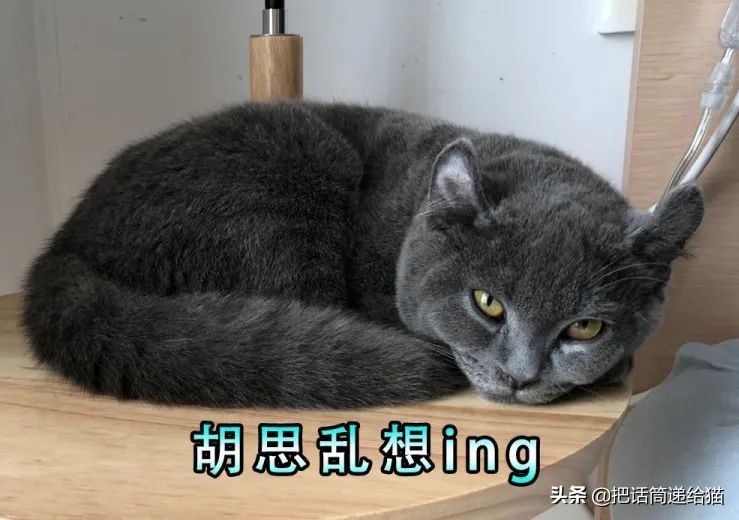 兔耳朵猫：我那么努力，就是为了能跟你永远在一起