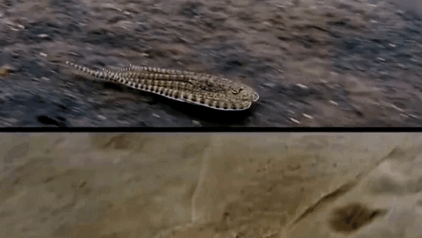 透明变异章鱼 (章鱼体内白色球状物是什么)