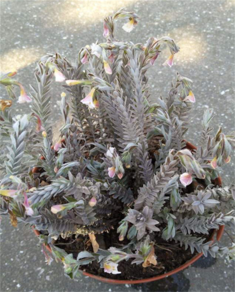 野生中草药鹿茸草,野生白毛鹿茸草