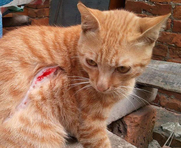 猫咪腿断了自愈后怎么做康复锻炼,猫咪生病不严重可以自愈吗