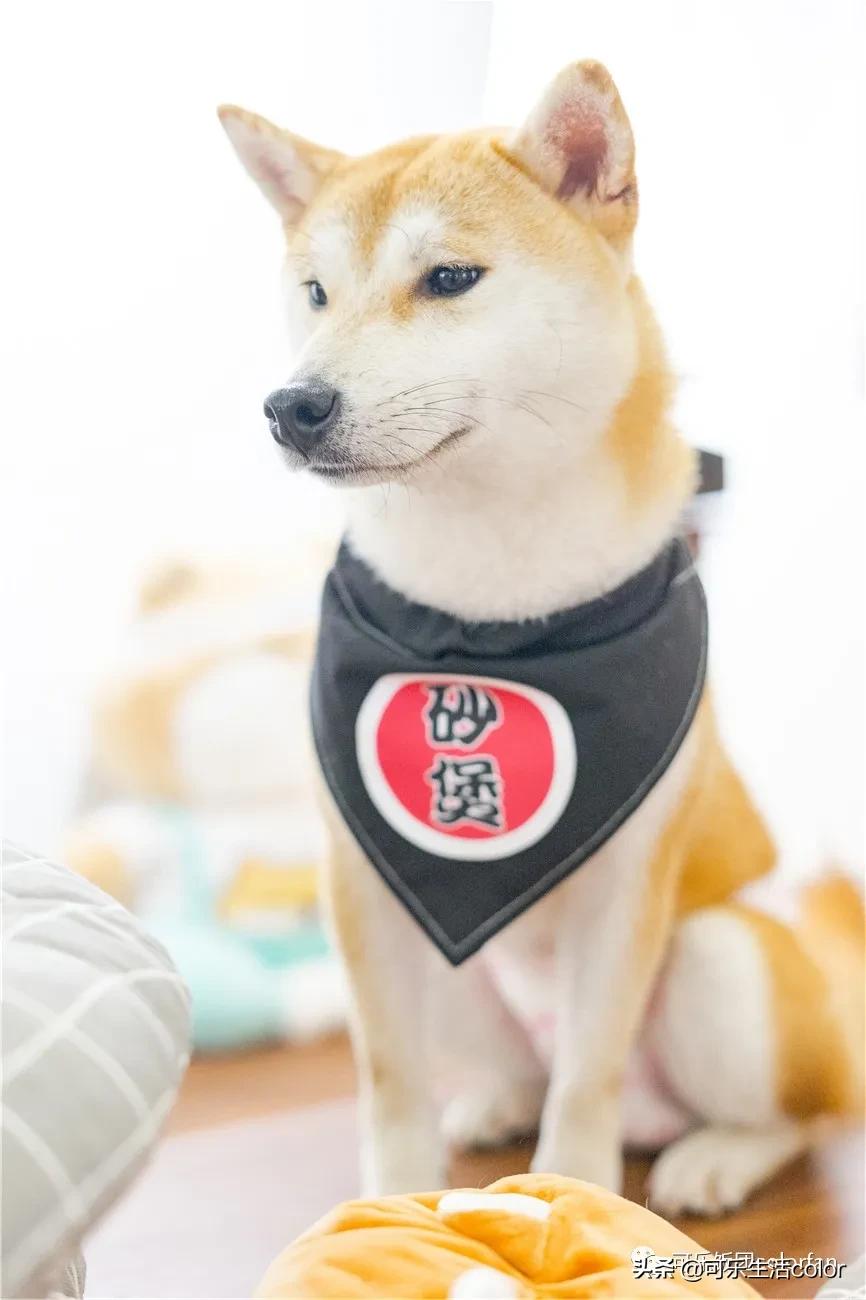 撸柴宠物乐园,广州番禺撸狗圣地