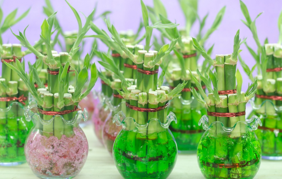 家里的富贵竹黄叶怎么办,家里养的富贵竹子太长了怎么办