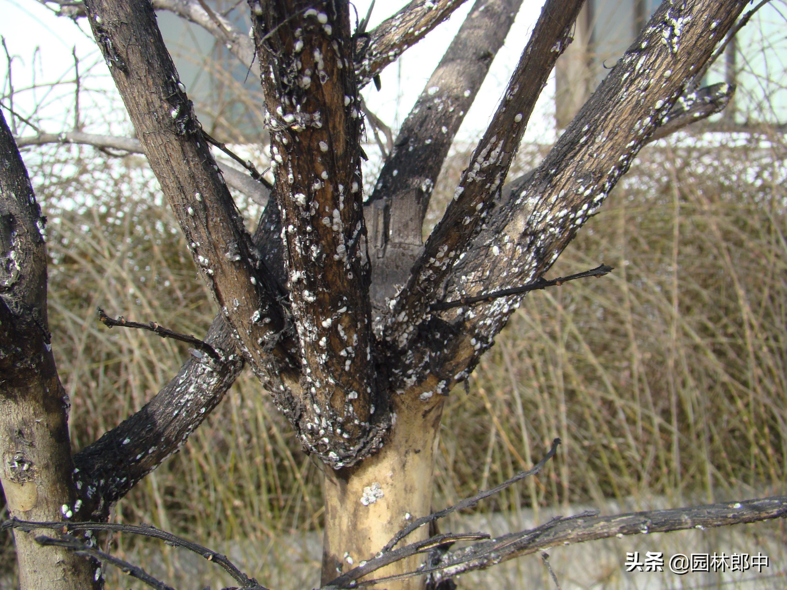 紫薇枝干上有许多小白点，手按一下还出现红色液体，怎么回事儿？